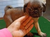Safkan pug mops bebekler