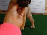 Safkan Pug Mops Bebekler