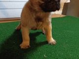 Safkan Pug Mops Bebekler
