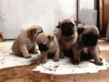 Gül Kuyruk Tosun Pug Mops Bebekler