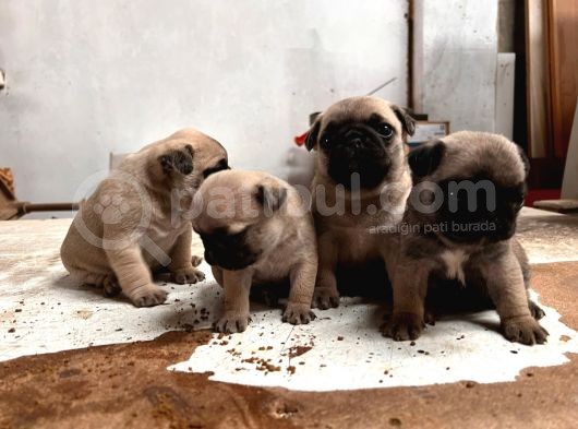 Gül Kuyruk Tosun Pug Mops Bebekler görsel