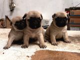 GÜL KUYRUK TOSUN PUG MOPS BEBEKLER