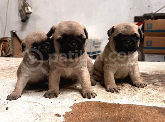 Gül Kuyruk Tosun Pug Mops Bebekler