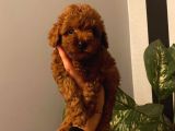 Ev Doğumu Toy Poodle Yavrular