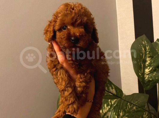 Ev Doğumu Toy Poodle Yavrular görsel