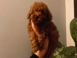 Ev Doğumu Toy Poodle Yavrular