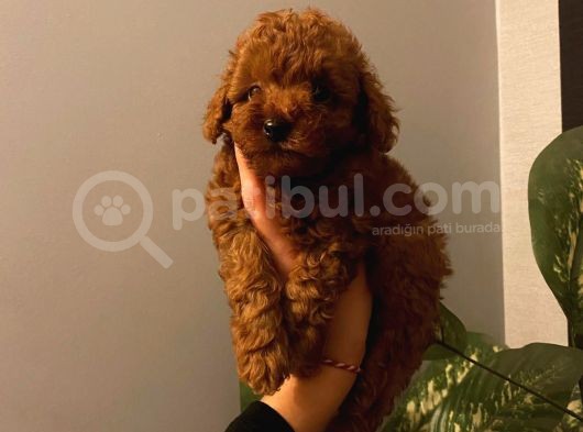 Ev Doğumu Toy Poodle Yavrular görsel