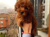 %100 Safkan Toy Poodle Yavrular