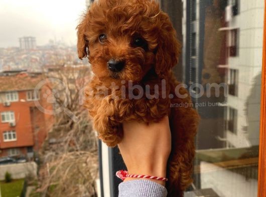 %100 Safkan Toy Poodle Yavrular