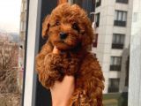 %100 Safkan Toy Poodle Yavrular