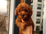 %100 Safkan Toy Poodle Yavrular
