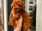 RED BROWN TOY POODLE YAVRULAR