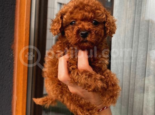 Güncel Red Brown Toy Poodle Yavrular görsel