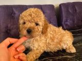 Apricot Toy Poodle Yavrularımız
