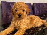 Apricot Toy Poodle Yavrularımız