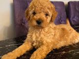 Apricot Toy Poodle Yavrularımız