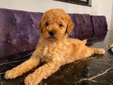 Apricot Toy Poodle Yavrularımız