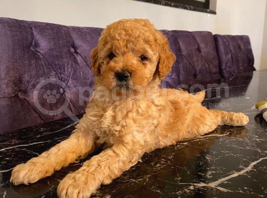 Apricot Toy Poodle Yavrularımız görsel