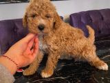 A Kalite Apricot Toy Poodle Yavrular
