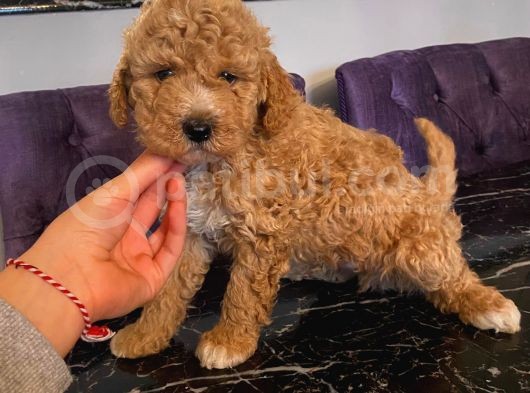 A Kalite Apricot Toy Poodle Yavrular