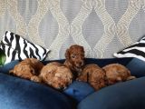 Hayati Renklendi̇ren Enerji̇ni̇ze Enerji̇ Katacak Toy Poodle