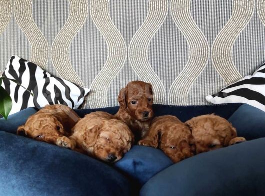 Hayati Renklendi̇ren Enerji̇ni̇ze Enerji̇ Katacak Toy Poodle görsel
