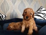 Hayati Renklendi̇ren Enerji̇ni̇ze Enerji̇ Katacak Toy Poodle