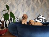 Hayati Renklendi̇ren Enerji̇ni̇ze Enerji̇ Katacak Toy Poodle