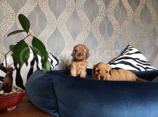 Hayati Renklendi̇ren Enerji̇ni̇ze Enerji̇ Katacak Toy Poodle görsel