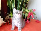 British Shorthair Yavrular Sizler İçin