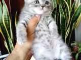 British Shorthair Yavrular Sizler İçin