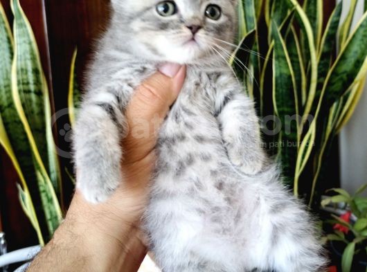 British Shorthair Yavrular Sizler İçin görsel