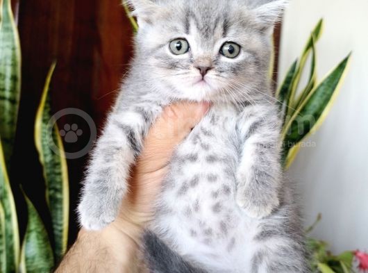 British Shorthair Yavrular Sizler İçin görsel