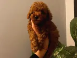 EV DOĞUMU TOY POODLE YAVRULAR