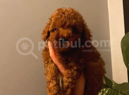 Ev Doğumu Toy Poodle Yavrular görsel