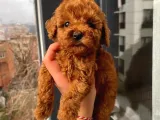 Red Brown Toy Poodle Yavrular