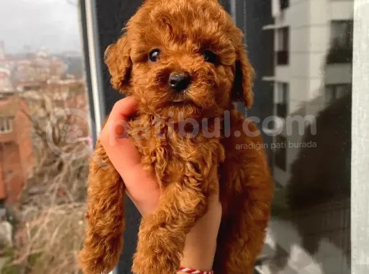 Red Brown Toy Poodle Yavrular görsel
