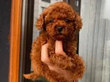 GÜNCEL RED BROWN TOY POODLE YAVRULAR