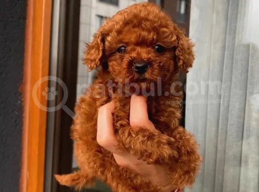 Güncel Red Brown Toy Poodle Yavrular
