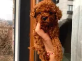 Güncel Red Brown Toy Poodle Yavrular