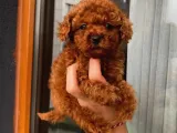 Güncel Red Brown Toy Poodle Yavrular