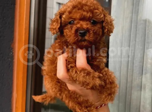 Güncel Red Brown Toy Poodle Yavrular görsel