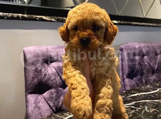 Sevimli Apricot Toy Poodle Yavrularımız