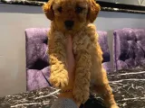 Sevimli Apricot Toy Poodle Yavrularımız