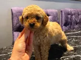 Sevimli Apricot Toy Poodle Yavrularımız