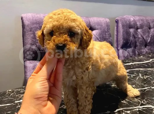 Sevimli Apricot Toy Poodle Yavrularımız görsel