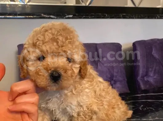 Apricot Toy Poodle Yavrularımız