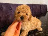 Apricot Toy Poodle Yavrularımız