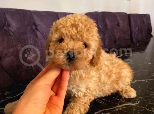 Apricot Toy Poodle Yavrularımız görsel