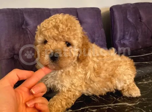 Apricot Toy Poodle Yavrularımız görsel